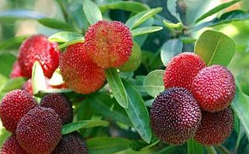中藥矮楊梅的圖片形態(tài)及其功效與應(yīng)用！